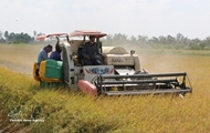 PM orders coordinated measures to stabilize rice production and markets